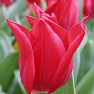 Tulipa Bulb Lily Flowered Pieter De Leur Tulip Each