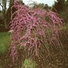 Cercis Canadensis var. Texensis Traveller Texas Redbud 15 gal. Container