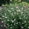 Hibiscus Syriacus Lil Kim Antong Two Proven Winners Rose of Sharon 5 gal. Container