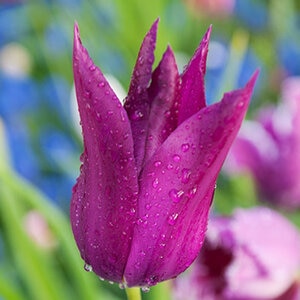 Tulipa Bulb Lily Flowered Purple Dream Tulip