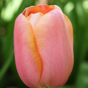 Tulipa Bulb Single Late Renown Tulip Each