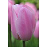 Tulipa Bulb Triumph Rosalie Tulip Each