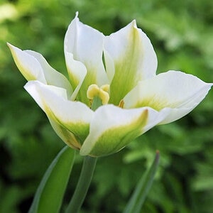 Tulipa Bulb Viridiflora Spring Green Tulip
