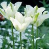 Tulipa Bulb Viridiflora Spring Green Tulip
