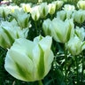 Tulipa Bulb Viridiflora Spring Green Tulip
