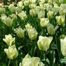 Tulipa Bulb Viridiflora Spring Green Tulip
