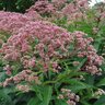 Eupatorium Maculatum Joe-Pye Weed 3 gal. Container
