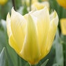 Tulipa Bulb Fosteriana Emperor Sweetheart Tulip Each