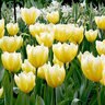 Tulipa Bulb Fosteriana Emperor Sweetheart Tulip Each