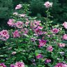 Hibiscus Syriacus Color Choice Floru Violet Satin Proven Winners Rose of Sharon 5 gal. Container