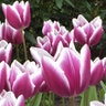 Tulipa Bulb Triumph Synaeda Blue Tulip