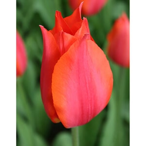 Tulipa Bulb Single Late Temple of Beauty Tulip