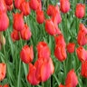 Tulipa Bulb Single Late Temple of Beauty Tulip