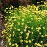 Coreopsis Verticillata Creme Brulee Tickseed 2 gal. Container