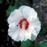 Hibiscus syriacus Rose of Sharon Tree Form Standard 5 gal. Container