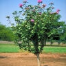 Hibiscus Syriacus Rose of Sharon 5 ft. Height Ball and Burlap