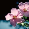 Hibiscus Syriacus Rose of Sharon 5 ft. Height Ball and Burlap