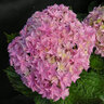 Hydrangea Macrophylla Double Delights Perfection Big Leaf Hydrangea 5 gal. Container