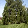 Cryptomeria Japonica Yoshino Japanese Cedar 25-30 gal. Container