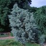 Hesperocyparis arizonica Blue Ice Arizona Cypress 25-30 gal. Container