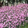 Dianthus Gratianopolitanus Tiny Rubies Pinks 1 gal. Container