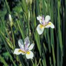 Dietes Iridiodes African Iris 3 gal. Container