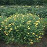 Hypericum Kalmianum Ames St. Johns Wort 5 gal. Container