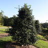 Ilex Opaca Dan Fenton American Holly 6 ft. Height Ball and Burlap