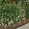 Erigeron Karvinskianus Mexican Daisy 1 gal. Container