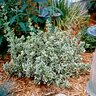 Euonymus Fortunei Emerald Gaiety Wintercreeper 1 gal. Container