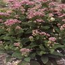 Eupatorium Dubium Little Joe Pye Weed 2 gal. Container
