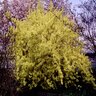 Forsythia X Intermedia Spring Glory Forsythia 3 gal. Container