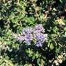 Ceanothus Maritimus Point Sierra Maritime Ceanothus 1 gal. Container