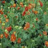 Geum Chiloense Mrs. J. Bradshaw Chilean Avens