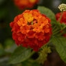 Lantana Camara Lucky Red Lantana 1 gal. Container