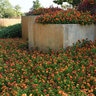 Lantana Camara Lucky Red Lantana 1 gal. Container