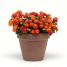 Lantana Camara Lucky Red Lantana 1 gal. Container
