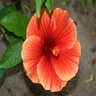 Hibiscus Rosa-Sinensis Orange Tropical Hibiscus 3 gal. Container