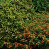 Lantana Camara Lucky Red Lantana 1 gal. Container