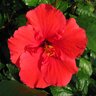 Hibiscus Rosa-Sinensis Red Tropical Hibiscus 3 gal. Container
