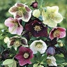 Helleborus X Royal Heritage Lenten Rose 2 gal. Container