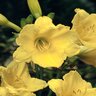Hemerocallis X Eenie Weenie Daylily