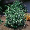 Hibiscus Rosa-Sinensis Snow Queen Variegated Tropical Hibiscus 3 gal. Container
