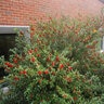 Ilex X Meserveae Mesid Blue Maid Blue Holly 54 in. Height Ball and Burlap
