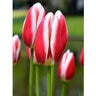 Tulipa Bulb Darwin Hybrid Candy Apple Delight Tulip