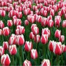 Tulipa Bulb Darwin Hybrid Candy Apple Delight Tulip