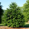 Ilex hybrid Mary Nell Holly 10 ft. Height Ball and Burlap
