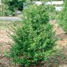 Ilex Crenata Steeds Japanese Holly 7 gal. Container