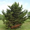 Juniperus Chinensis Hooks Chinese Juniper 6 ft. Height Ball and Burlap