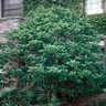 Ilex latifolia Lusterleaf Holly 6 ft. Height Ball and Burlap
